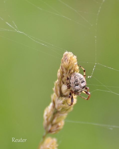 Schilfradspinne (Larinioides cornutus)